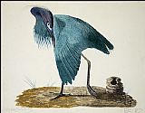 John James Audubon Little Blue Heron i painting